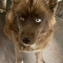 Siberian Huskies from Winters Siberians