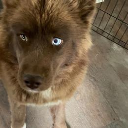 Siberian Huskies from Winters Siberians