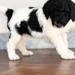 Cookies n' Cream - Parti female Goldendoodle puppy in Arlington, Texas from Kel's Tails Poodles & Doodles