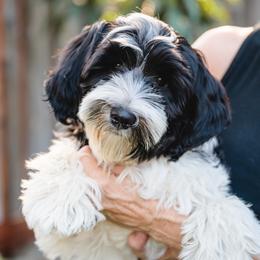 Deklan - Australian Labradoodle