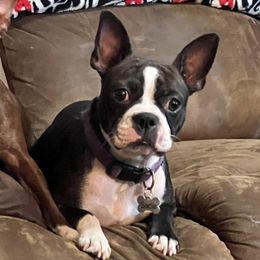Sadie - Boston Terrier