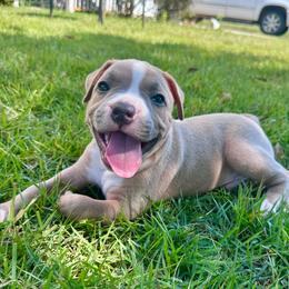 Saint - Blue fawn male American Staffordshire Terrier puppy in Marietta, Georgia from Ambition Amstaffs