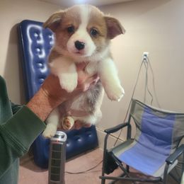 Boy 2 - Pembroke Welsh Corgi puppy from S and S Corgi's