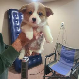 Boy 2 - Pembroke Welsh Corgi puppy from S and S Corgi's