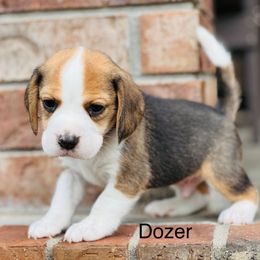 Dozer - Black tan and white male Beagle puppy in Mansfield, Missouri from Rippee Creek Kennel