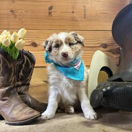 Teal Collar Boy - Red merle male Australian Shepherd puppy in Van Wert, Ohio from Northwest Ohio Aussies