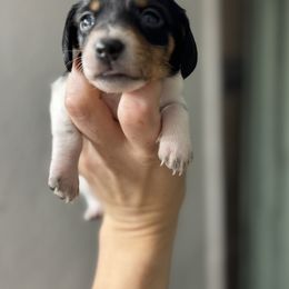 Dachshund Puppies from Sarah’s Dachshies