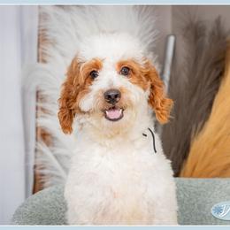 Frex - Red male Cockapoo puppy in Connersville, Indiana from Deaz Doodle Ranch