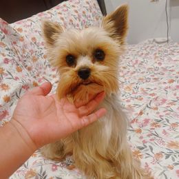 Sochi - Yorkshire Terrier