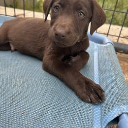 Labrador Retriever Puppies from Creekside Canines