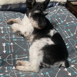 Pecos - Miniature Schnauzer