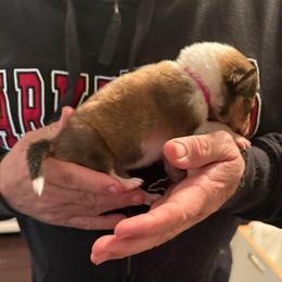 Hot pink collar - Sable and white female Collie puppy in Lonoke, Arkansas from Colley Collies