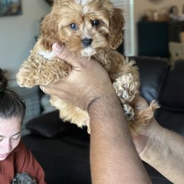 Cavapoo, Cockapoo, and Goldendoodle Puppies from Jolidoodles