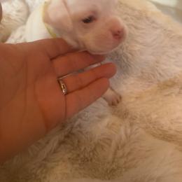 Yellow - White female Boxer puppy in Evington, Virginia from Boxer Tails