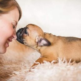 French Bulldog Puppies from Pelis French Bulldogs