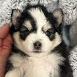 Aspen - Tri-color male Pomsky puppy in Cumming, Iowa from Winter’s Perfect Pomskies