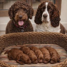 Springerdoodle puppies from Willow Lane Doodles