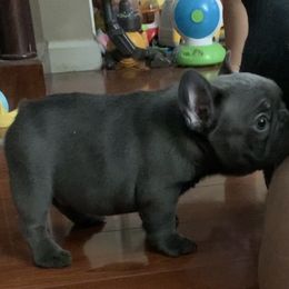 Bulldog and French Bulldog Puppies from MMG Bulldogs