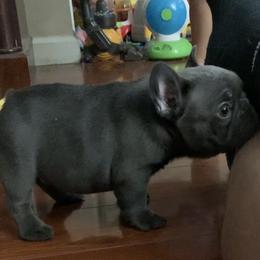 Bulldog and French Bulldog Puppies from MMG Bulldogs