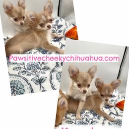 Kim - Chocolate blue female Chihuahua puppy in Williamsburg, Virginia from PAWSitive Cheeky Chihuahuas