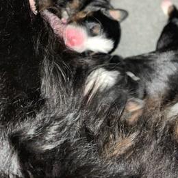 Male Forth Pick - Black rust and white male Bernese Mountain Dog puppy in Montrose, Michigan from Royal Bernese Mountain Dogs LLC
