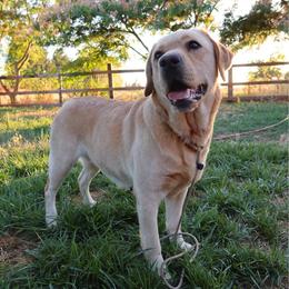 Willa - Labrador Retriever