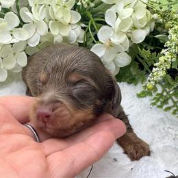 Gersen - Chocolate and tan male Dachshund puppy in Exeter, California from Sawtooth Miniature Dachshunds