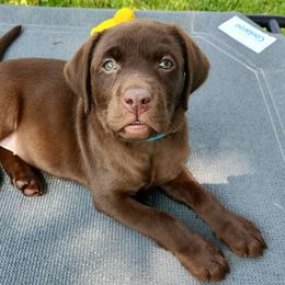 Goldendoodle, Labradoodle, Labrador Retriever, Poodle, and Sheepadoodle Puppies from Apple Creek Doodles