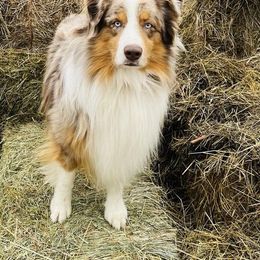 Doc - Australian Shepherd