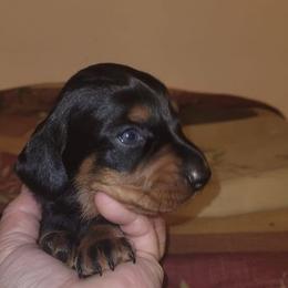 Dachshunds from Donette's Doxies