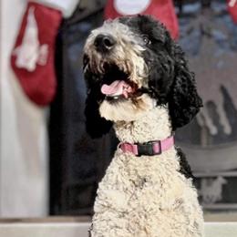 Chihuahuas and Poodles from Lesa's Pups