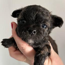 Ivy - Black female Chihuahua puppy in Coweta, Oklahoma from Green Country Chihuahuas