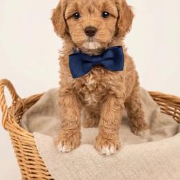 Pax - Sable male Cavapoo puppy in Sedona, Arizona from Sedona Ranch Microdoodles