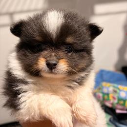 Romeo - Black parti male Pomeranian puppy in Holbrook, New York from Alyce’s Angels