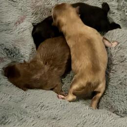 Pomeranian puppies from Hope Mountain Pomeranians