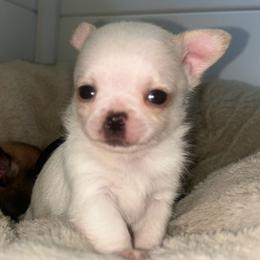 Kit (was Thorne) - Cream male Chihuahua puppy in New Castle, Delaware from Sasha’s Elite Kennel LLC