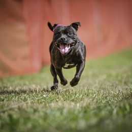 Staffordshire Bull Terrier All Grown Up from Empire Kennel Staffords
