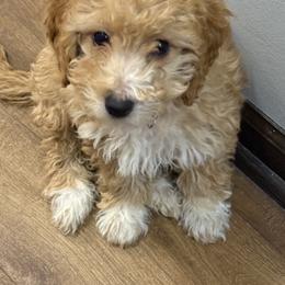 Female, Red Collar - Apricot female Goldendoodle puppy in Wichita, Kansas from Goldendoodles of Oz