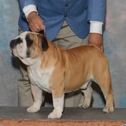 Bulldogs and French Bulldogs from Royal Empire Bulldogs