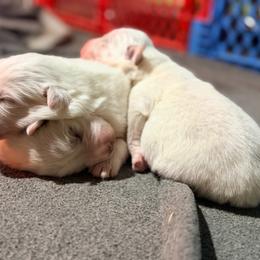 Daffodil - White female Great Pyrenees puppy in Pittsboro, Indiana from Blackmore Farm