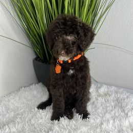 Shamrock - Brown Poodle puppy in Grand Prairie, Texas from Dallas Paw Connect