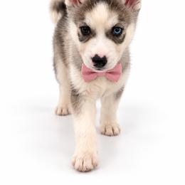 Skye - Gray and white female Siberian Husky puppy in Elmwood Park, Illinois from Goldens&MiniAussiesWithFinesse