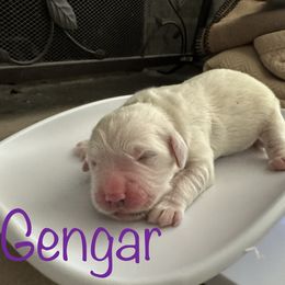 Golden Retriever Puppies from English Creams of Morningstar