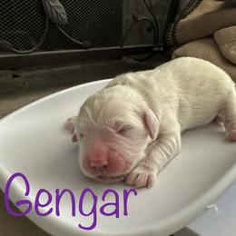 Golden Retriever Puppies from English Creams of Morningstar