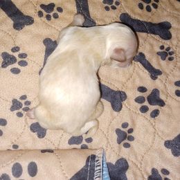 Boy 1 - Shih Tzu puppy in Cook County, Illinois from My Tzu Crew