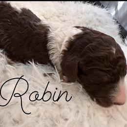 Robin - Parti male Poodle puppy in Prosperity, Pennsylvania from Stelladoodles & Company