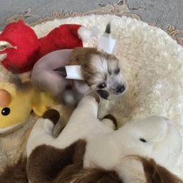 Girl 1 - Apricot female Chinese Crested puppy in Amarillo, Texas from Victoria's Chinese Cresteds Long Star Angels