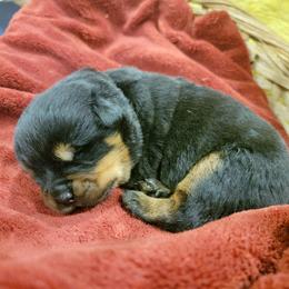 Rottweiler Puppies from Hauser's Kennel