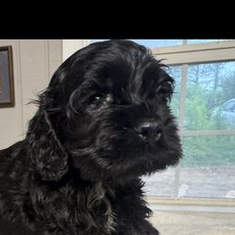 Cockers - Brown male Cocker Spaniel puppy in Phil Campbell, Alabama from Sandra Clark's Cocker Spaniels