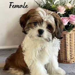 Tabitha - Black gold and white female Cavatzu puppy in Oklahoma from Rocky Oak Cavaliers & Biewer Terriers LLC
